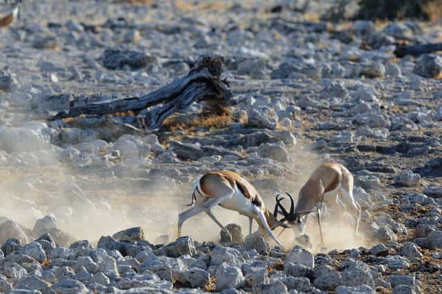 Dust rises up around two sparring springboks as the creatures battle it out for supremacy. (Photo by Alex Bernasconi)