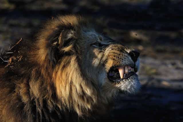 An angry lion rises up snarling his teeth in a bid to scare away a predator – a pesky bee. (Photo by Alex Bernasconi)