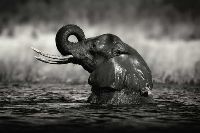 A young elephant has fun bathing in the waters of the Okavango Delta in Botswana. (Photo by Alex Bernasconi)