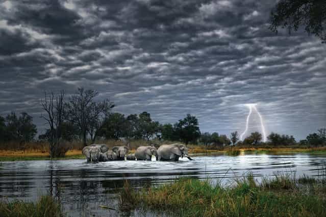 A family of elephants cross a river under dark skies as forked lightning strikes in the distance. (Photo by Alex Bernasconi)