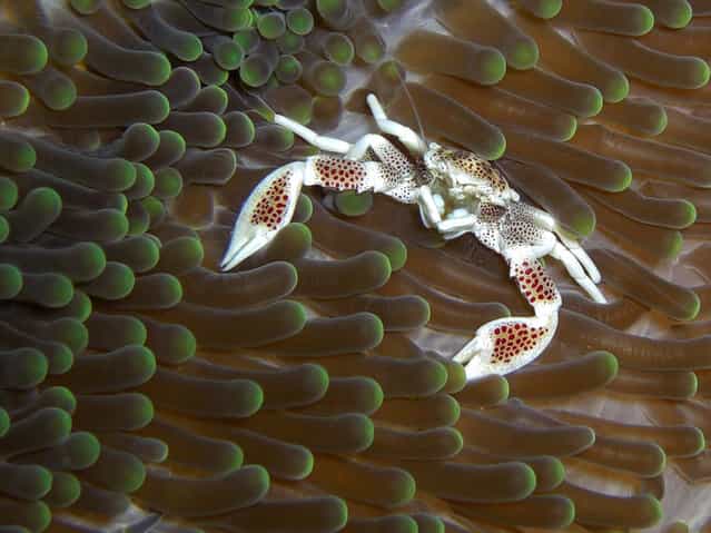 Porcelain Crab. (Photo by David M. Hogan)