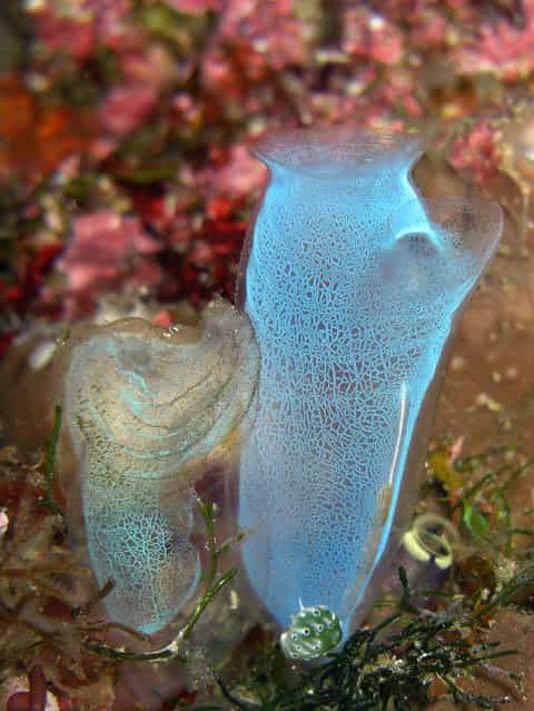 Sea Squirt. (Photo by David M. Hogan)