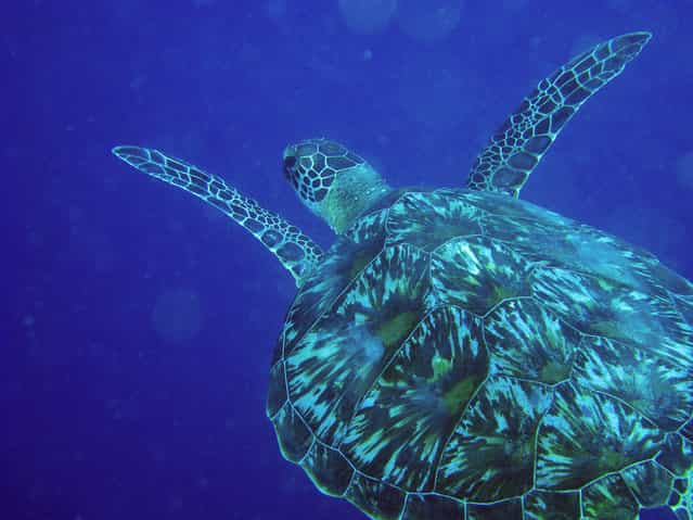 Green Sea Turtle. (Photo by David M. Hogan)