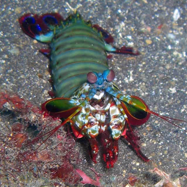 Mantis Shrimp or Crazy Rainbow Alien (Odontodactylus scyllarus). (Photo by David M. Hogan)