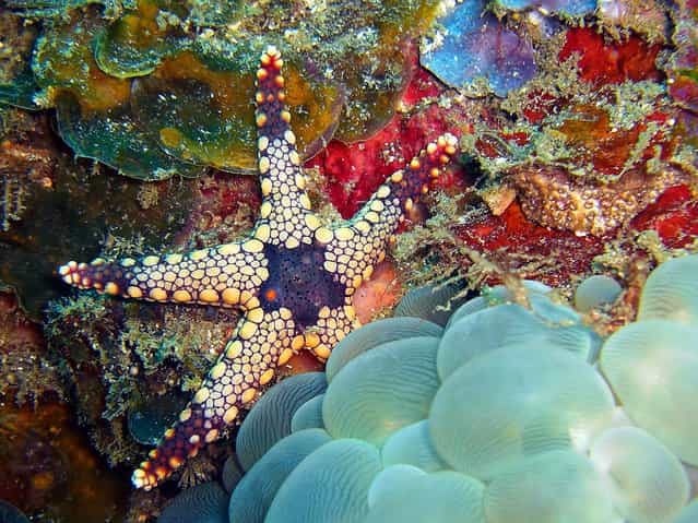 Funky Starfish and Bubble Coral. (Photo by David M. Hogan)