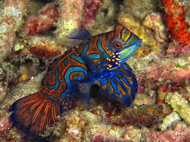 Mandarinfish. (Photo by David M. Hogan)