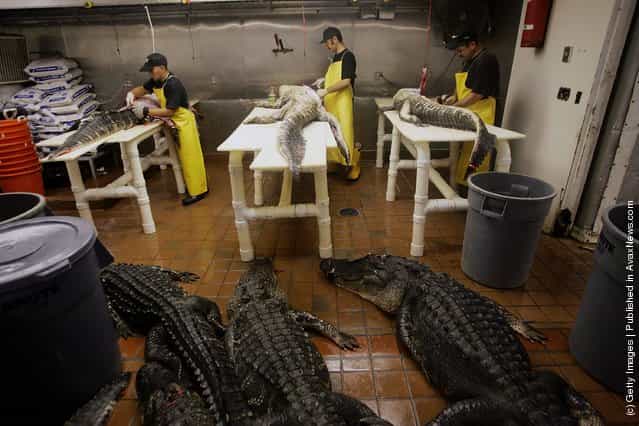 Alligator Hunting Season In Florida