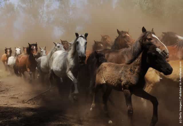Wild Horses Are Tamed At Rapa Das Bestas