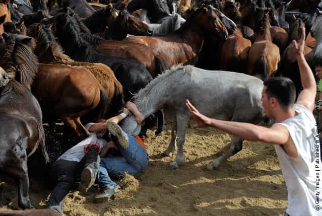 Wild Horses Are Tamed At Rapa Das Bestas