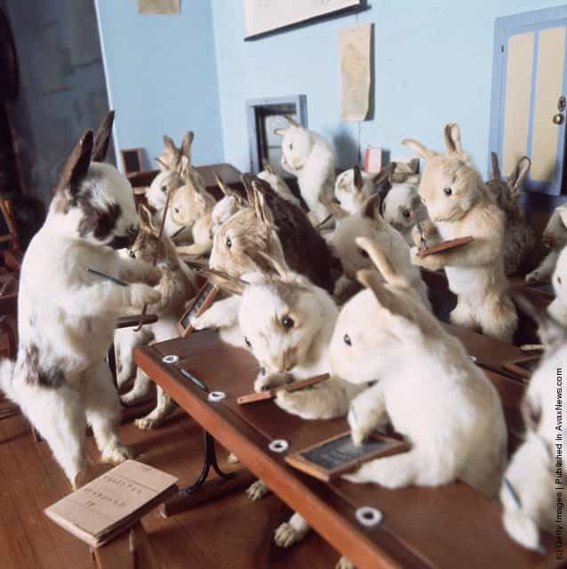 Victorian stuffed animals created by taxidermist Walter Potter at Potters Museum of Curiosity