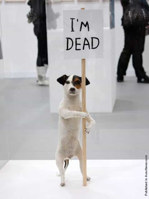 A taxidermied artwork of a Jack Russell dog entitled [Im Dead]