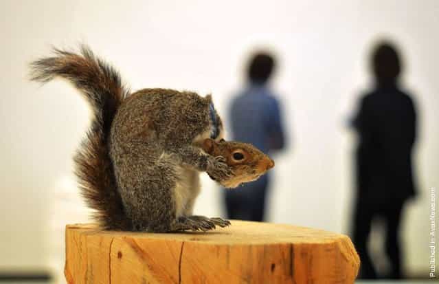 A taxidermied artwork of a squirrel entitled Nutless