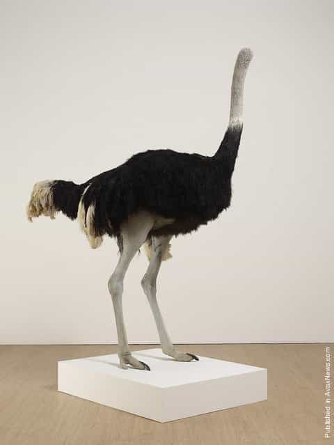 A artwork of a headless taxidermied ostrich