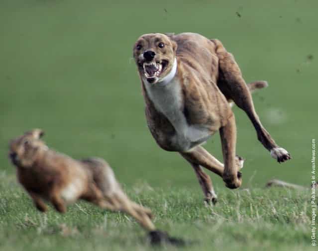 Greyhounds race after a Hare at the last Waterloo Cup Hare coursing event