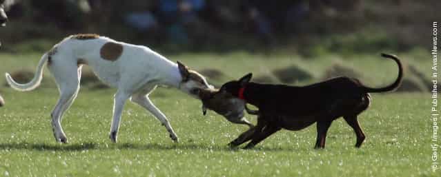 Greyhounds race after a Hare at the last Waterloo Cup Hare coursing event
