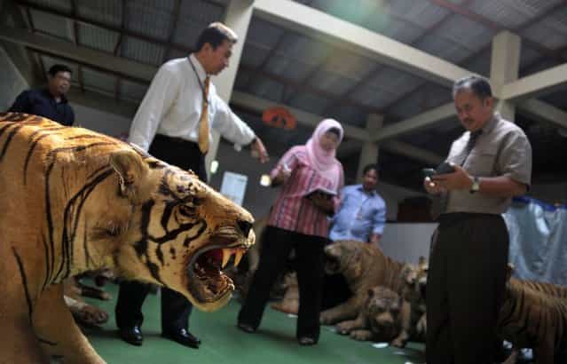 This photo taken on July 25, 2012 one of 14 preserved bodies of critically-endangered Sumatran tigers seized as members of the Indonesian national police and the special crime unit inspect the scene at a warehouse in Cibubur, south of Jakarta. Indonesian police seized 14 preserved bodies of critically-endangered Sumatran tigers in a raid on a house near Jakarta, a spokesman said on July 19. (Photo by Bay Ismoyo/AFP Photo)