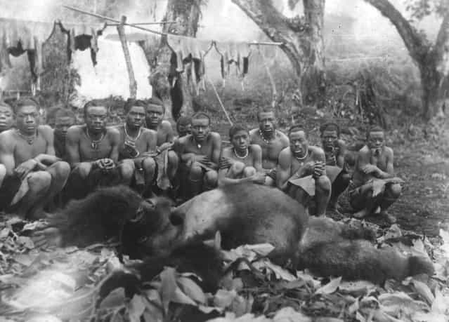 A group of African tribespeople squat round a huge dead gorilla, January 1932. (Photo by Topical Press Agency)
