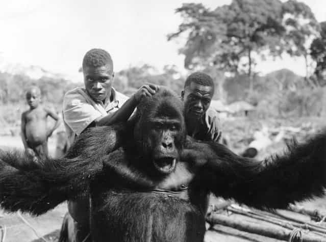 A gorilla being marched along immediatedly after its capture in the Belgian Congo, circa 1960. (Photo by H. Goldstein/Central Press)