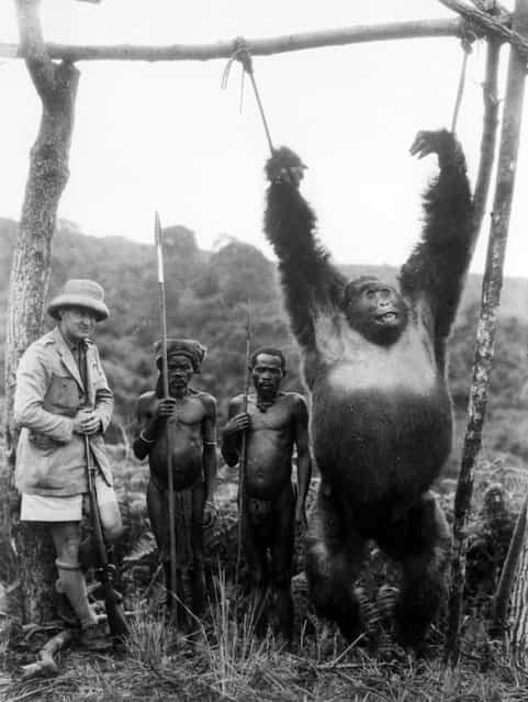 British Captain A. Gatti and two pygmies with a 500lb gorilla strung from a pole, which the captain shot in the Tchibinda forest in the Lake Kivu region, Democratic Republic of the Congo, circa 1930. (Photo by General Photographic Agency)