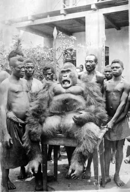 Tribesmen stand by a captive gorilla, circa 1925. (Photo by General Photographic Agency)
