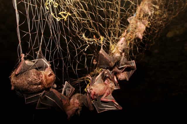 Bats captured in in a cave on July 31, 2009 in Yogyakarta, Indonesia