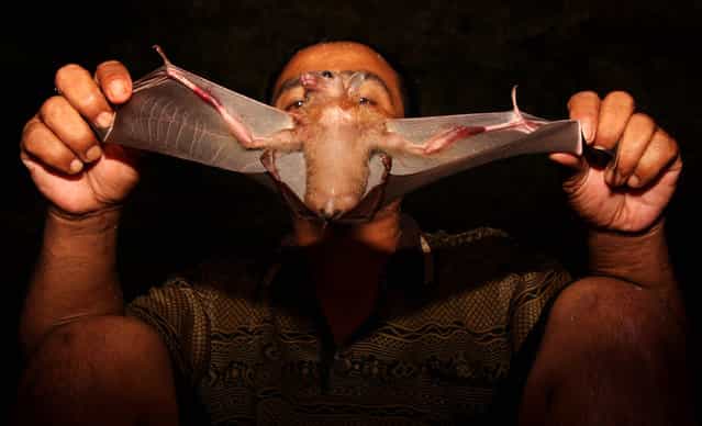 Bat catcher Gunawan displays a bat captured in a cave on July 31, 2009 in Yogyakarta, Indonesia