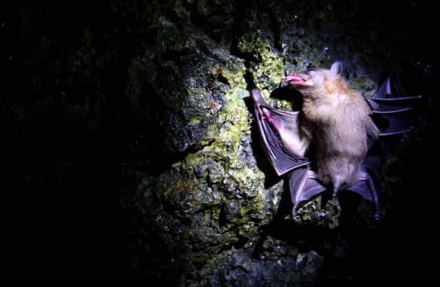 Bats captured in in a cave on July 31, 2009 in Yogyakarta, Indonesia