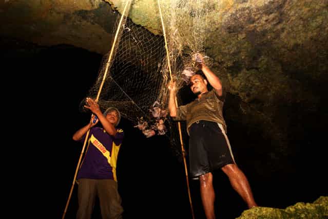 Bat catchers Martono (L) and Gunawan (R) collects bats captured in a cave on July 31, 2009 in Yogyakarta, Indonesia