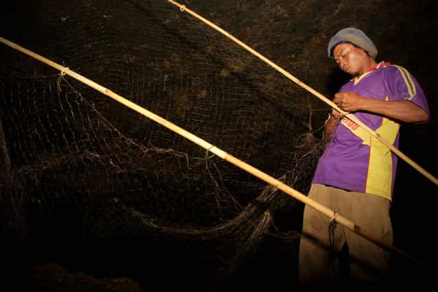 Bat catcher Martono collects bats captured in a cave on July 31, 2009 in Yogyakarta, Indonesia