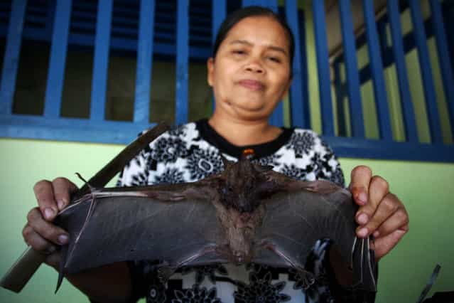 Bat seller Sukarwati shows a bat on July 30, 2009 in Yogyakarta, Indonesia. Sukarwati and her family have hunted bats in the Imogiri region for generations, capturing more than 800 bats per month. The Sukarwati family believe that the meat from the bat heals asthma and respiratory problems and it is a great honour for them knowing that the meat that they provide will help ease people's health ailments. (Photo by Ulet Ifansasti)