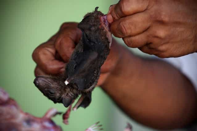A bat seller skins a bat on July 30, 2009 in Yogyakarta, Indonesia. Sukarwati and her family have hunted bats in the Imogiri region for generations, capturing more than 800 bats per month. The Sukarwati family believe that the meat from the bat heals asthma and respiratory problems and it is a great honour for them knowing that the meat that they provide will help ease people's health ailments. (Photo by Ulet Ifansasti)