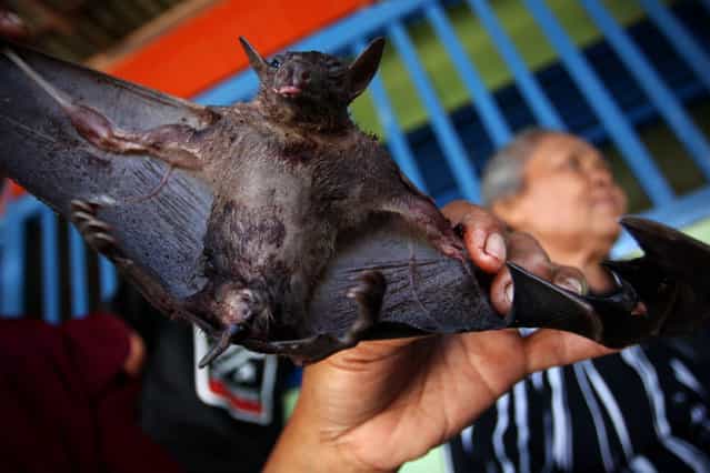 A bat vendor shows a bat on July 30, 2009 in Yogyakarta, Indonesia. Sukarwati and her family have hunted bats in the Imogiri region for generations, capturing more than 800 bats per month. The Sukarwati family believe that the meat from the bat heals asthma and respiratory problems and it is a great honour for them knowing that the meat that they provide will help ease people's health ailments. (Photo by Ulet Ifansasti)