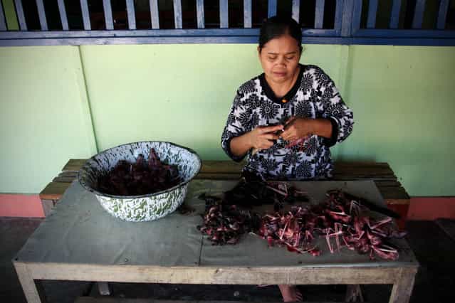 Bat seller Sukarwati skins bats on July 30, 2009 in Yogyakarta, Indonesia. Sukarwati and her family have hunted bats in the Imogiri region for generations, capturing more than 800 bats per month. The Sukarwati family believe that the meat from the bat heals asthma and respiratory problems and it is a great honour for them knowing that the meat that they provide will help ease people's health ailments. (Photo by Ulet Ifansasti)