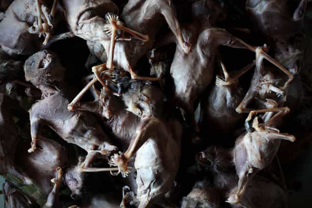 Bats are displayed at the vendors store on July 30, 2009 in Yogyakarta, Indonesia. Sukarwati and her family have hunted bats in the Imogiri region for generations, capturing more than 800 bats per month. The Sukarwati family believe that the meat from the bat heals asthma and respiratory problems and it is a great honour for them knowing that the meat that they provide will help ease people's health ailments. (Photo by Ulet Ifansasti)