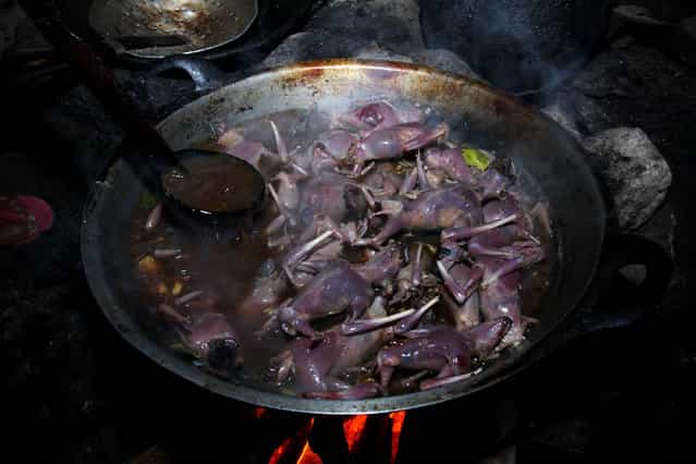 Bats are cooked on July 30, 2009 in Yogyakarta, Indonesia. Sukarwati and her family have hunted bats in the Imogiri region for generations, capturing more than 800 bats per month. The Sukarwati family believe that the meat from the bat heals asthma and respiratory problems and it is a great honour for them knowing that the meat that they provide will help ease people's health ailments. (Photo by Ulet Ifansasti)