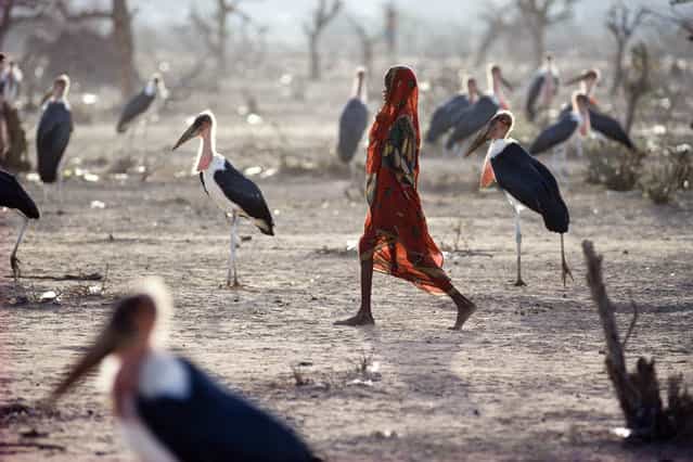 North Kenya, Liboi. A young Somali refugee crosses a field filled with marabous storks in July 1992. (Jean-Claude Coutausse)