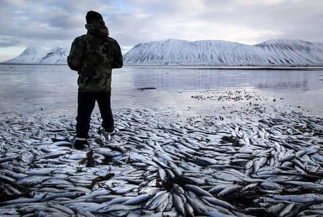 Herring worth millions in exports float dead in Kolgrafafjordur, a small fjord on the northern part of Snaefellsnes peninsula, west Iceland, for the second time in two months. Between 25,000 and 30,000 tons of fish died in December and more now, due to lack of oxygen in the fjord thought to have been caused by a landfill and bridge constructed across the fjord in December 2004. The current export value of the estimated 10,000 tons of herring amounts to $ 9.8 million, according to the newspaper [Morgunbladid]. (Photo by Brynjar Gauti/Associated Press)