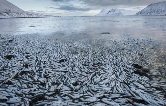 Herring worth billions in exports are seen floating dead Tuesday Feb. 5 2013 in Kolgrafafjordur, a small fjord on the northern part of Snaefellsnes peninsula, west Iceland, for the second time in two months. Between 25,000 and 30,000 tons of fish died in December and more now, due to lack of oxygen in the fjord thought to have been caused by a landfill and bridge constructed across the fjord in December 2004. The current export value of the estimated 10,000 tons of herring amounts to ISK 1.25 billion ($ 9.8 million, euro 7.2 million), according to Morgunbladid newspaper. (Photo by Brynjar Gauti/AP Photo/La Presse)