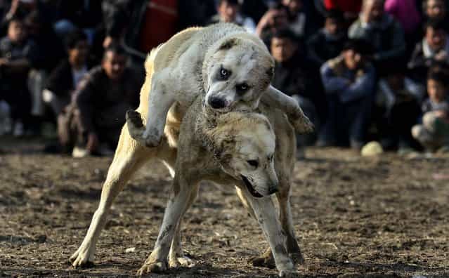 Spectators watch a dogfight in Kabul, Afghanistan. Dog fighting is a popular pastime among Afghans during the winter season, as public matches are held every Friday, which is the official weekly holiday in Afghanistan. (Photo by Ali Hamed Haghdoust/Associated Press)