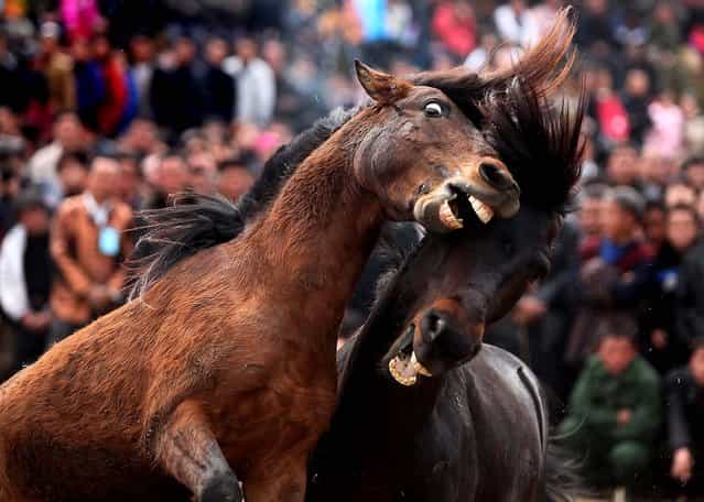 Two stallions go at each other at a horse fighting contest in Rongshui, China. (Photo by China Foto Press)