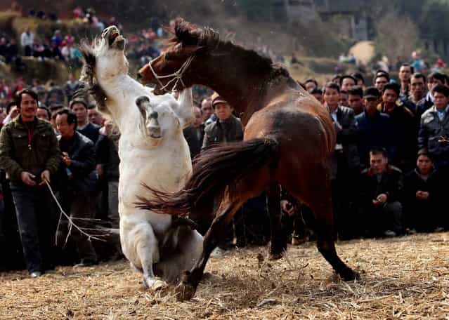 Two stallions confront each other at a horse fighting contest in Rongshui, China. More than 30 horses from surrounding regions took part in the traditional activity of the Lantern festival. (Photo by China Foto Press)