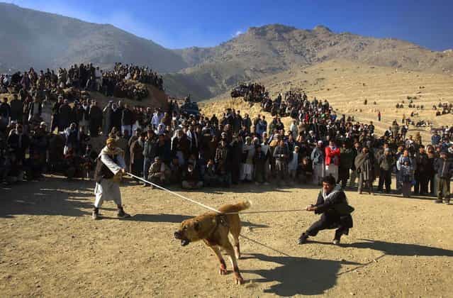 Afghan men try to restrain a dog moments before a high stakes dog-fighting match in Kabul. Outlawed under Taliban rule and now legal and very popular in Afghanistan, every Friday from November to March thousands of Afghans gather on the western outskirts of Kabul to watch the dog fighting matches. Despite being one of the poorest countries in the world, in Afghanistan a good fighting dog can be worth several thousand dollars. (Photo by David Furst/AFP Photo)