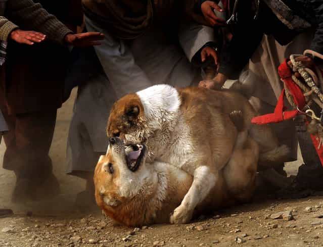 Afghan spectators look on as a dog bites the neck of another during a match in Kabul. (Photo by Massoud Hossaini/AFP Photo)