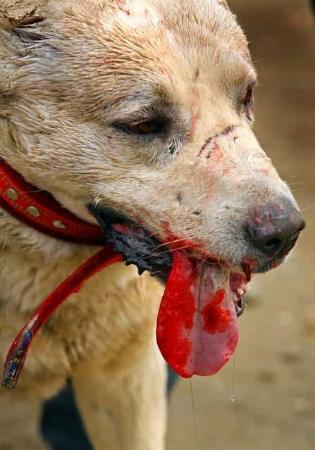 A fighting dog bleeds after the weekly dog fights in Kabul. (Photo by Majid Saeedi)