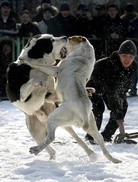 People watch wolfhounds fight at a stadium in Bishkek, Kyrgyzstan. The fight was organized by a local dog breeders club with the aim of finding the dog best suited to improve the Asian Shepherd breed, organizers said. Some 50 dog owners brought their dogs to fight for the title. (Photo by Vyacheslav Oseledko/AFP Photo)