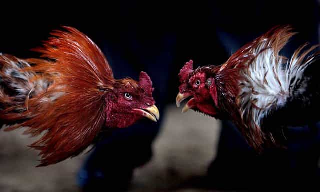 Roosters duel during a cockfighting match in Kabul. Cockfighting, known as [Murgh Janghi] In the Afghan Dari language, is a popular game among Afghans during the winter season. The heels and bills of the birds are sharpened before fights, which run around 4-6 rounds with each round lasting between 10 to 20 minutes with a gap of 5 minutes in between bouts. Some $2,000 to $4,000 can exchange hands among spectators placing bets during these fights. (Photo by Behrouz Mehri/AFP Photo)