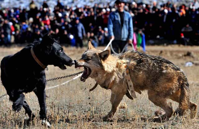 A chained wolf retaliates against a dog during a traditional hunting festival in the Kyrgyz village of Bokonbayevo. (Photo by Vyacheslav Oseledko/AFP Photo)