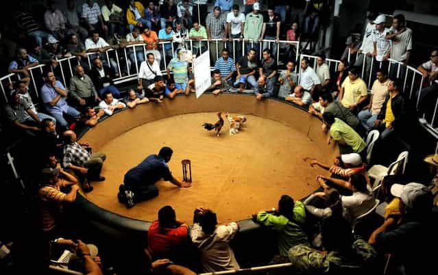 People enjoy a cockfight at [Viejos Tiempos] club in Medellin, Antioquia Department, Colombia. Cockfight rings are very popular in Colombia. (Photo by Raul Arboleda/AFP Photo)