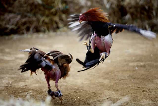 Roosters fight during a cockfight in Quito, Ecuador. Ecuador's President Rafael Correa has called a referendum asking Ecuadoreans to ban bullfighting, cockfighting and other pursuits where animals are killed for human entertainment. (Photo by Dolores Ochoa/Associated Press)