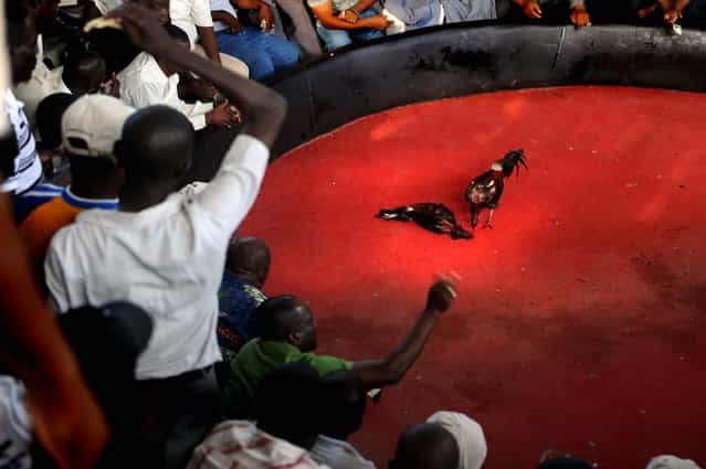 Haitians watch a cockfight in Petionville. Cockfighting is Haiti's most passionate gaming event and takes place every weekend in almost every village and neighborhood across the country. (Photo by Eitan Abramovich/AFP Photo)
